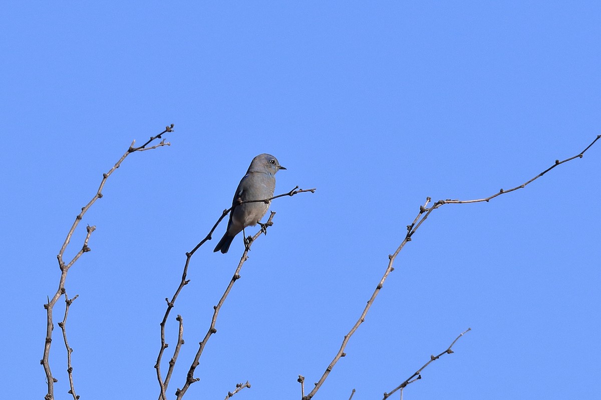 salašník horský - ML513872461