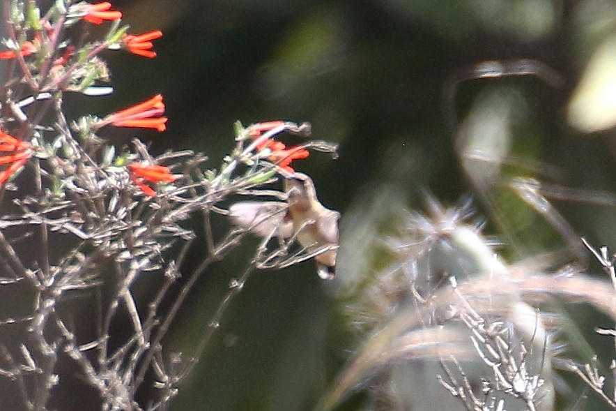 Lucifer Hummingbird - David Forsyth