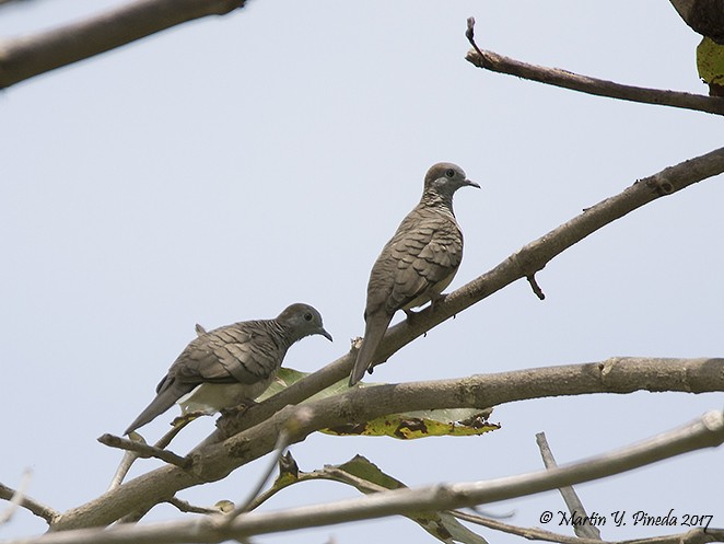 Zebra Dove - ML51387271