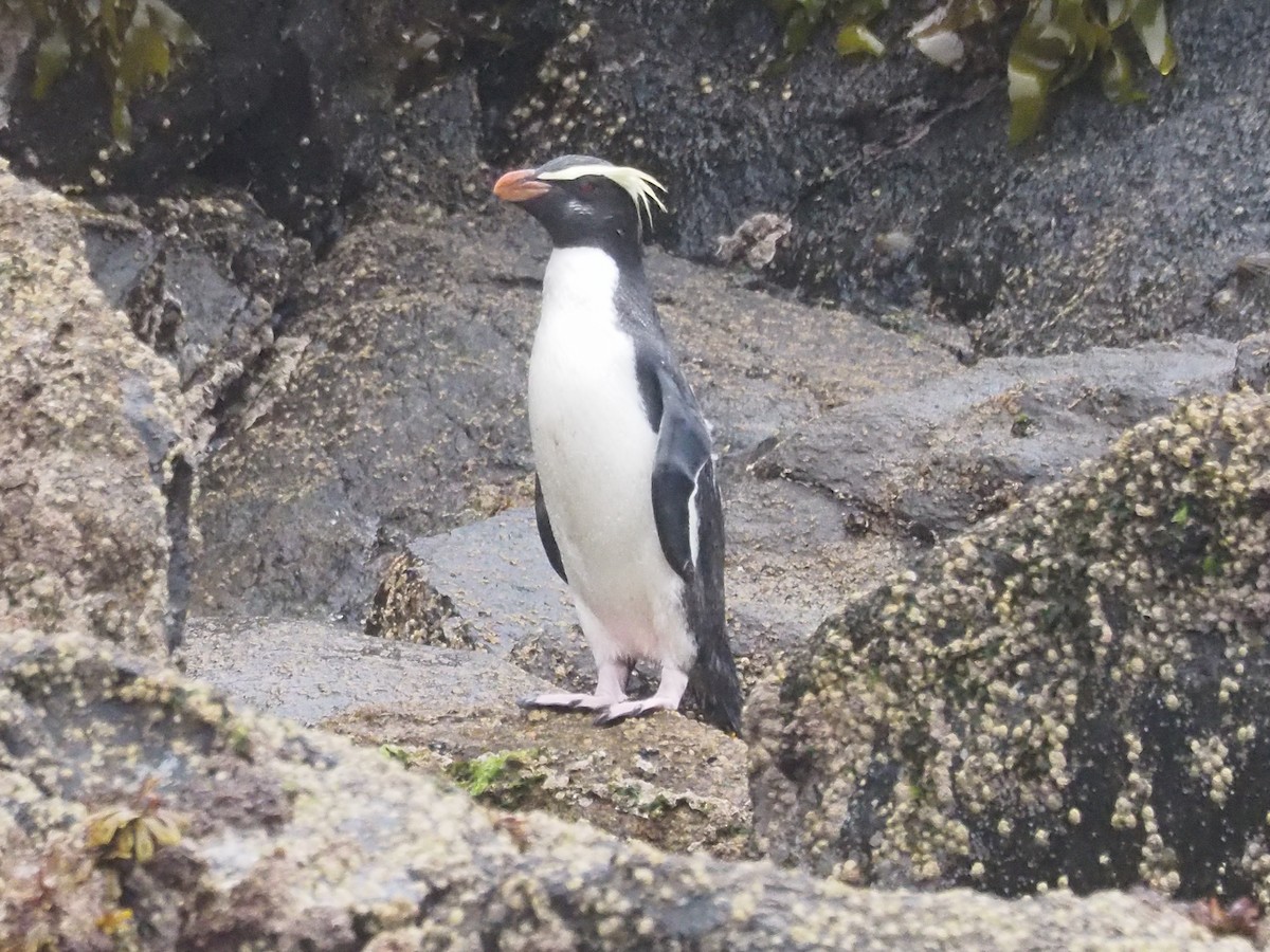 Pingüino de Fiordland - ML513872731