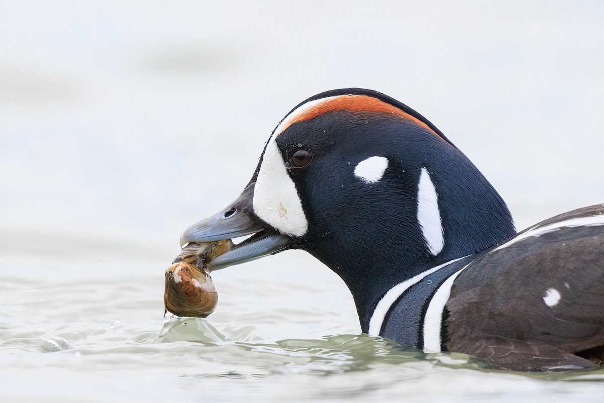 Harlequin Duck - ML513872871