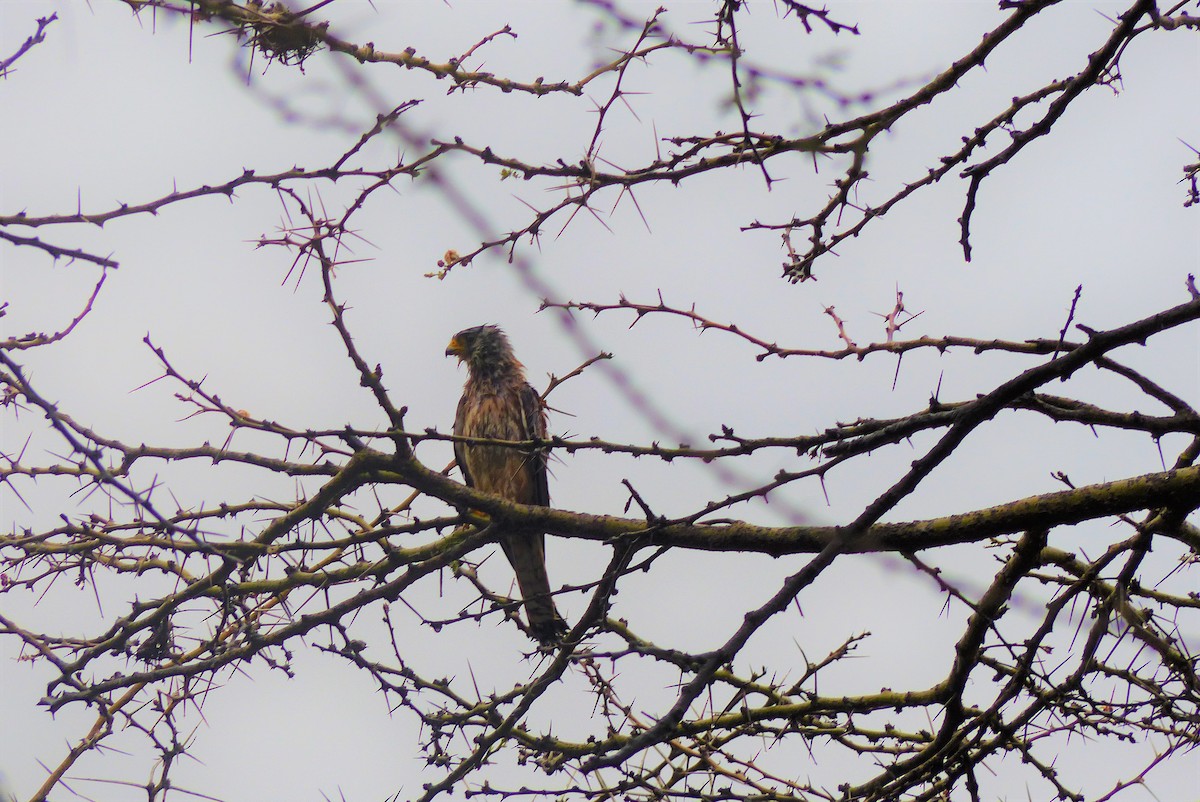 Lesser Kestrel - ML513873041