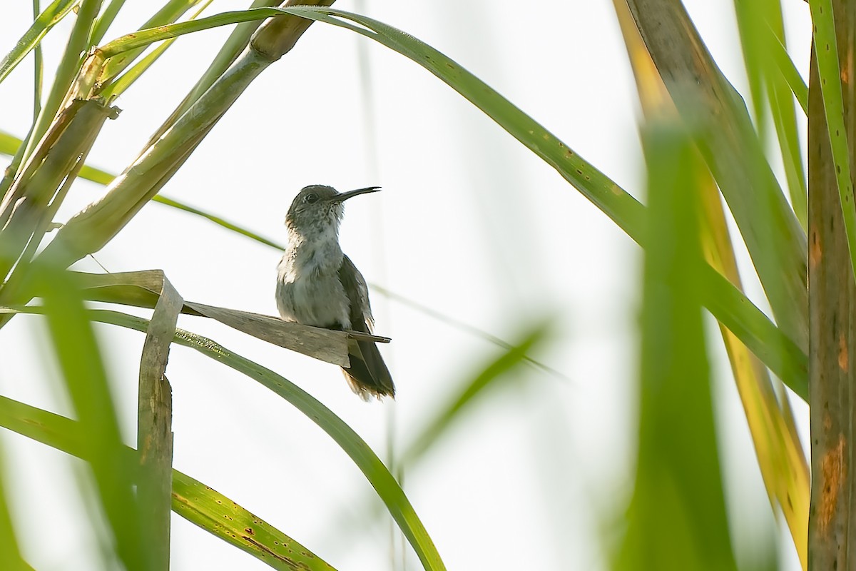 Colibrí Blanquioliva - ML513873051