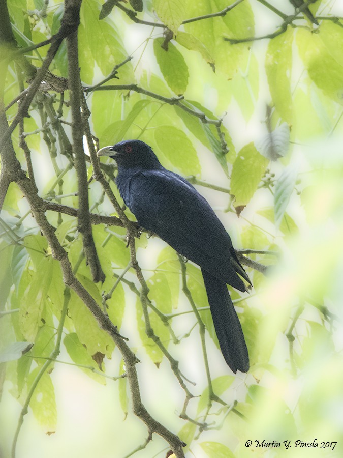 Asian Koel - ML51387401