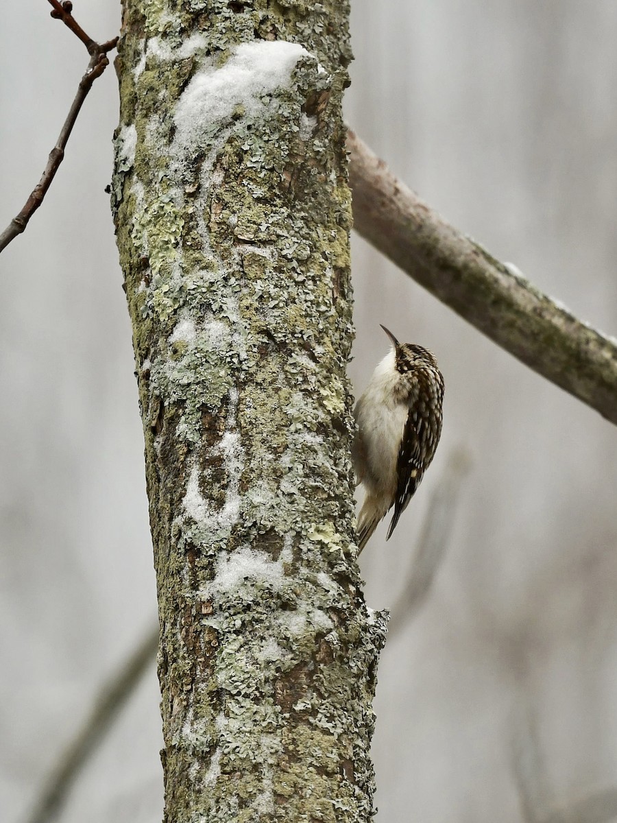 Brown Creeper - Bill Massaro