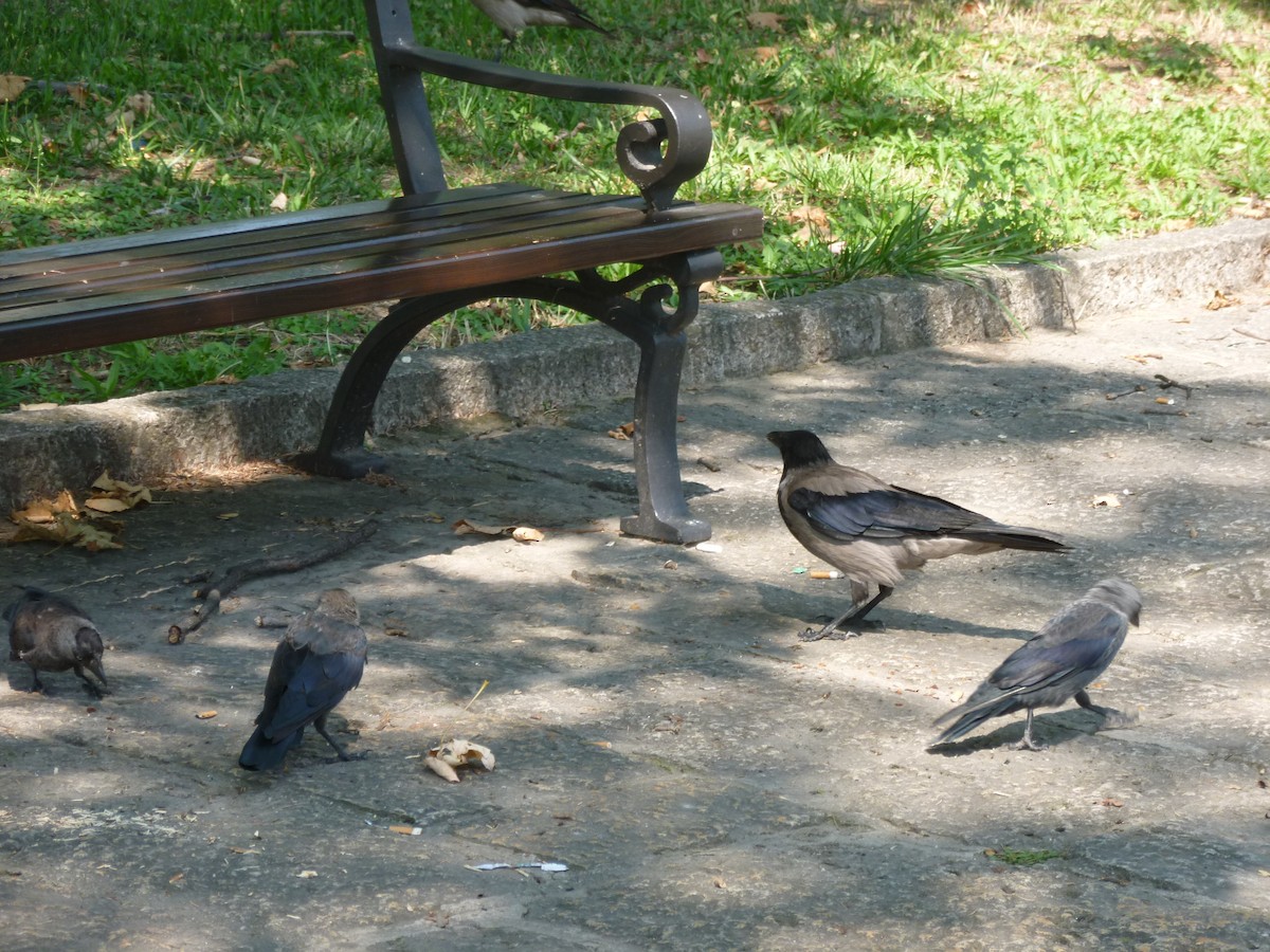 Hooded Crow - ML513874451