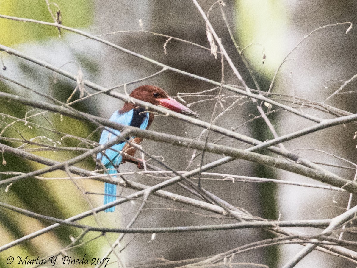 Brown-breasted Kingfisher - ML51387461