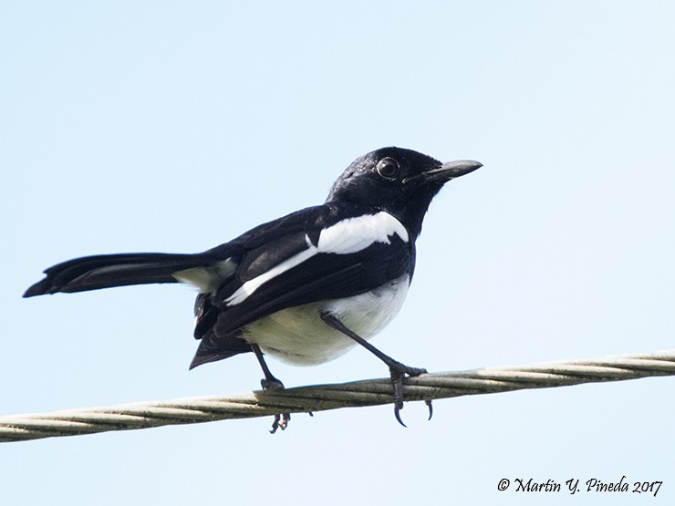 Philippine Magpie-Robin - ML51387491