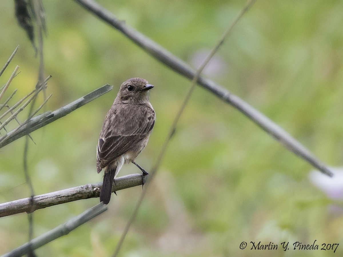 Pied Bushchat - ML51387531