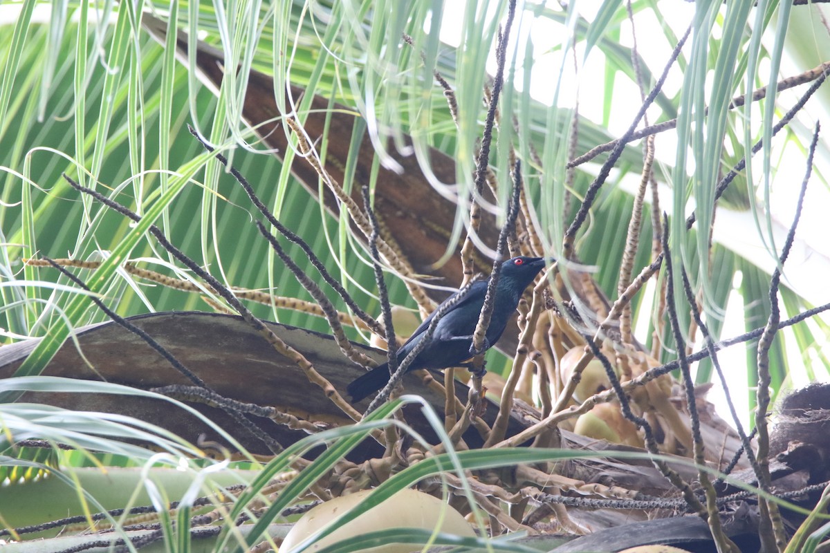 Asian Glossy Starling - ML51387611