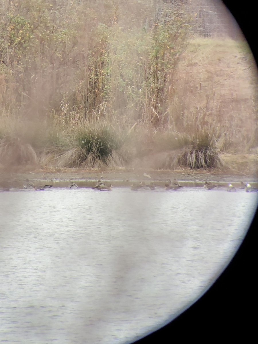 Snow Goose - ML513877311