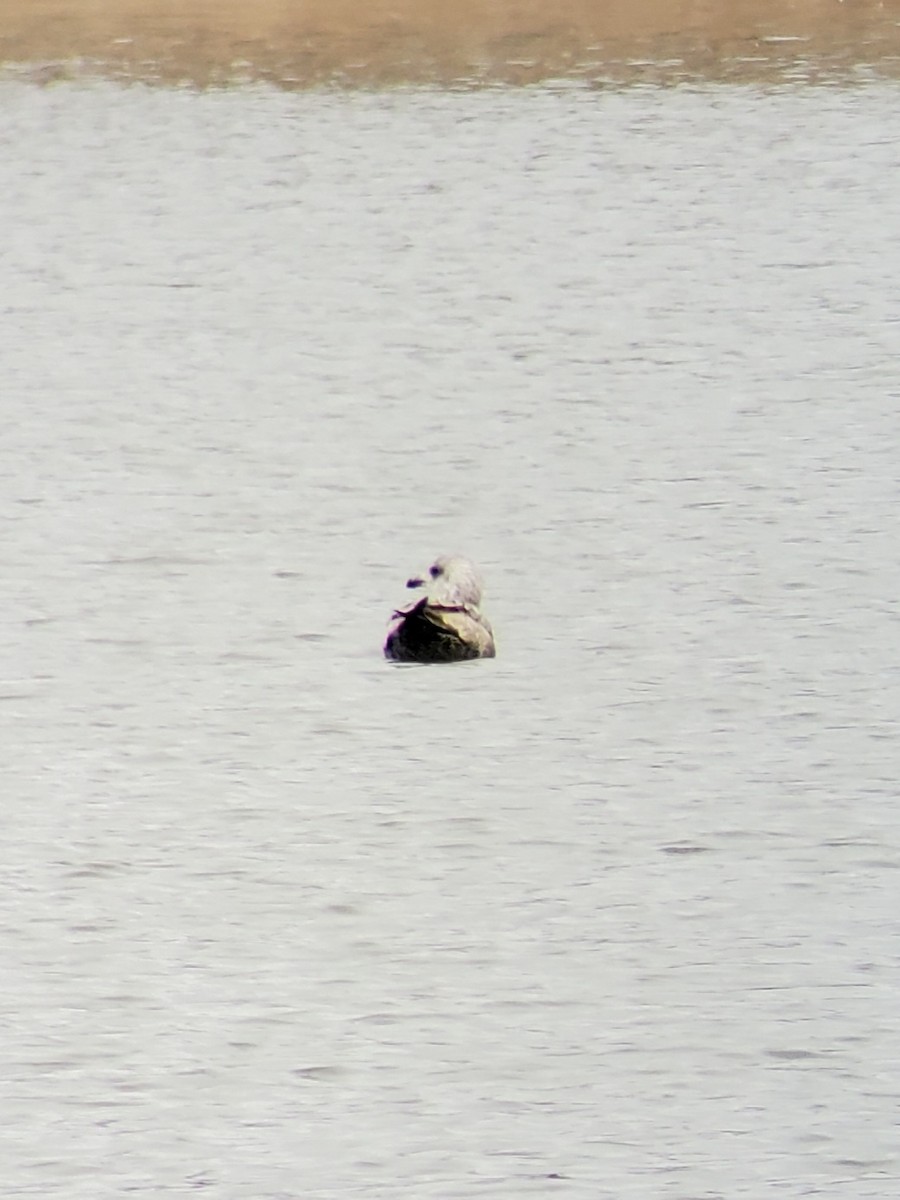 American Herring Gull - ML513877481