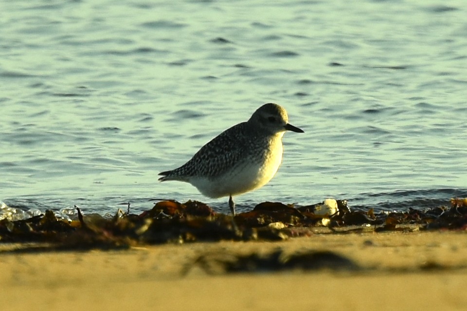 Black-bellied Plover - Blair Whyte