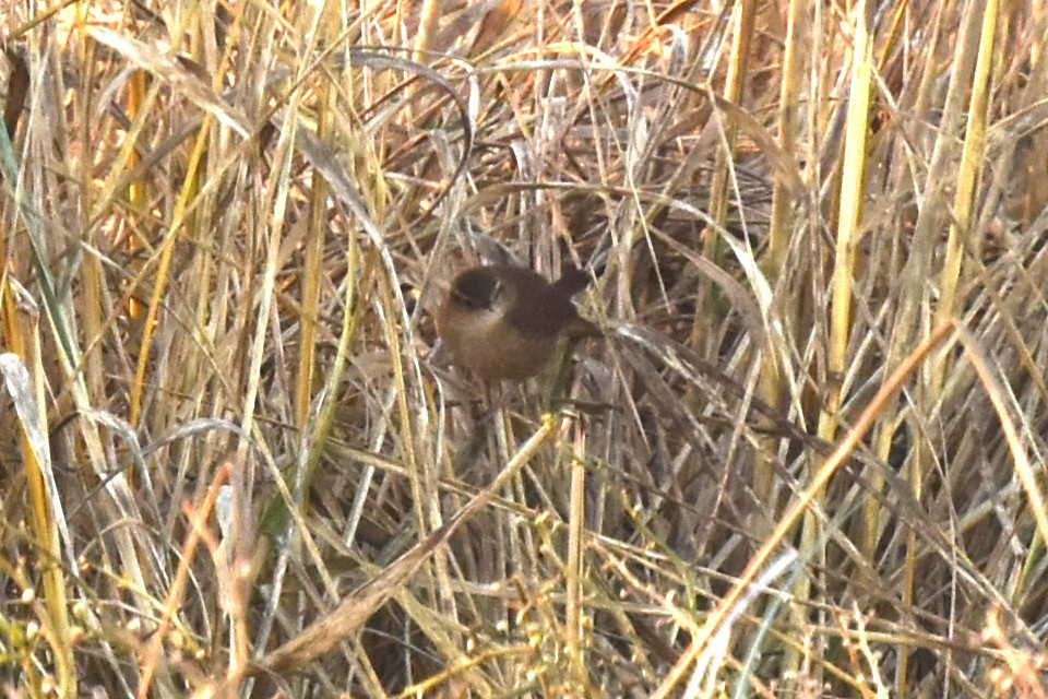 Eurasian Wren - ML513877901