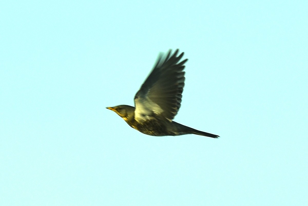 Fieldfare - ML513877921