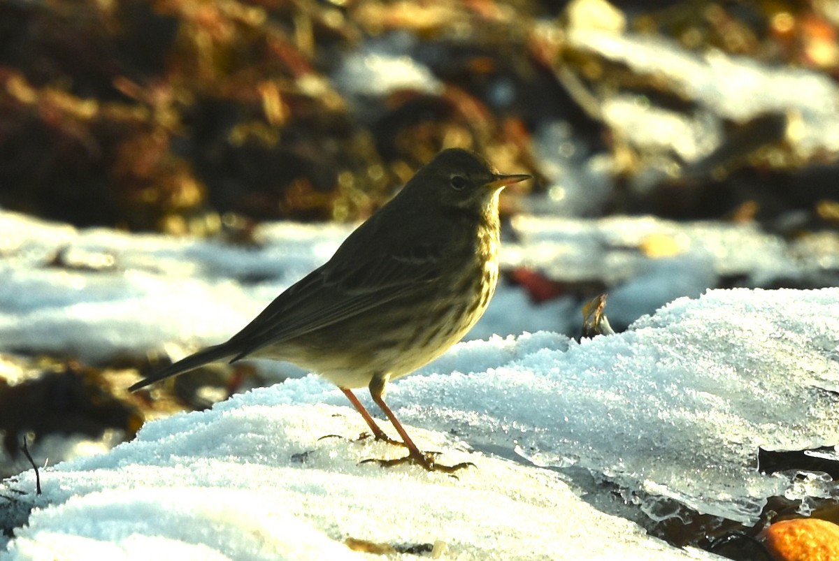 Rock Pipit - ML513878071