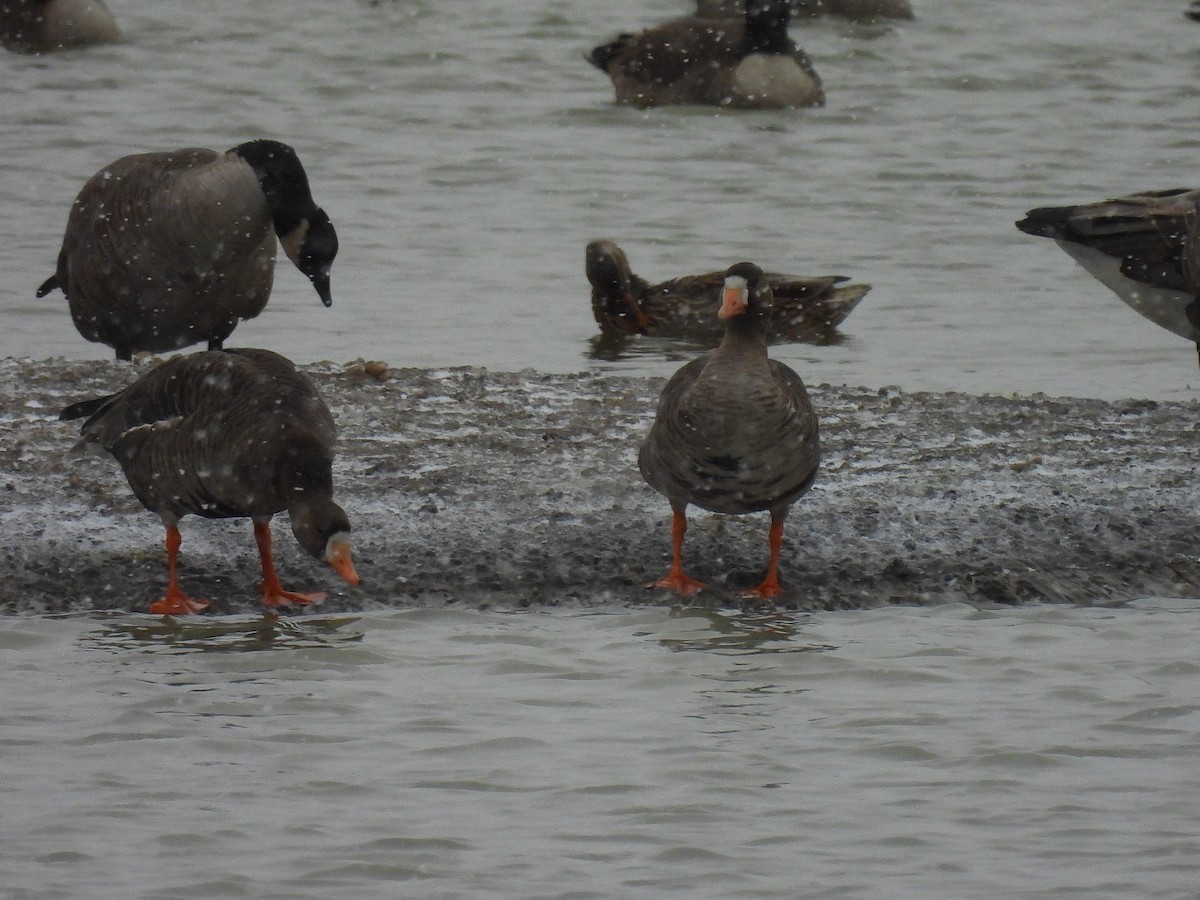 Greater White-fronted Goose - ML513878221