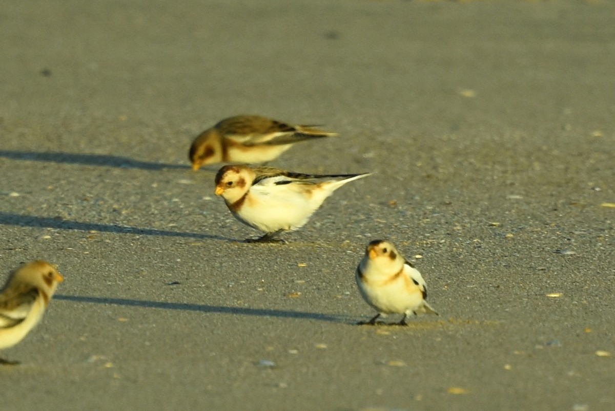 Snow Bunting - ML513878281