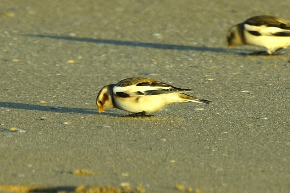 Snow Bunting - ML513878361