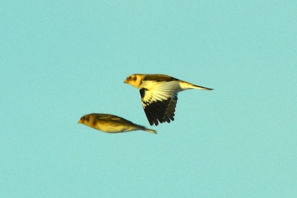 Snow Bunting - ML513878391