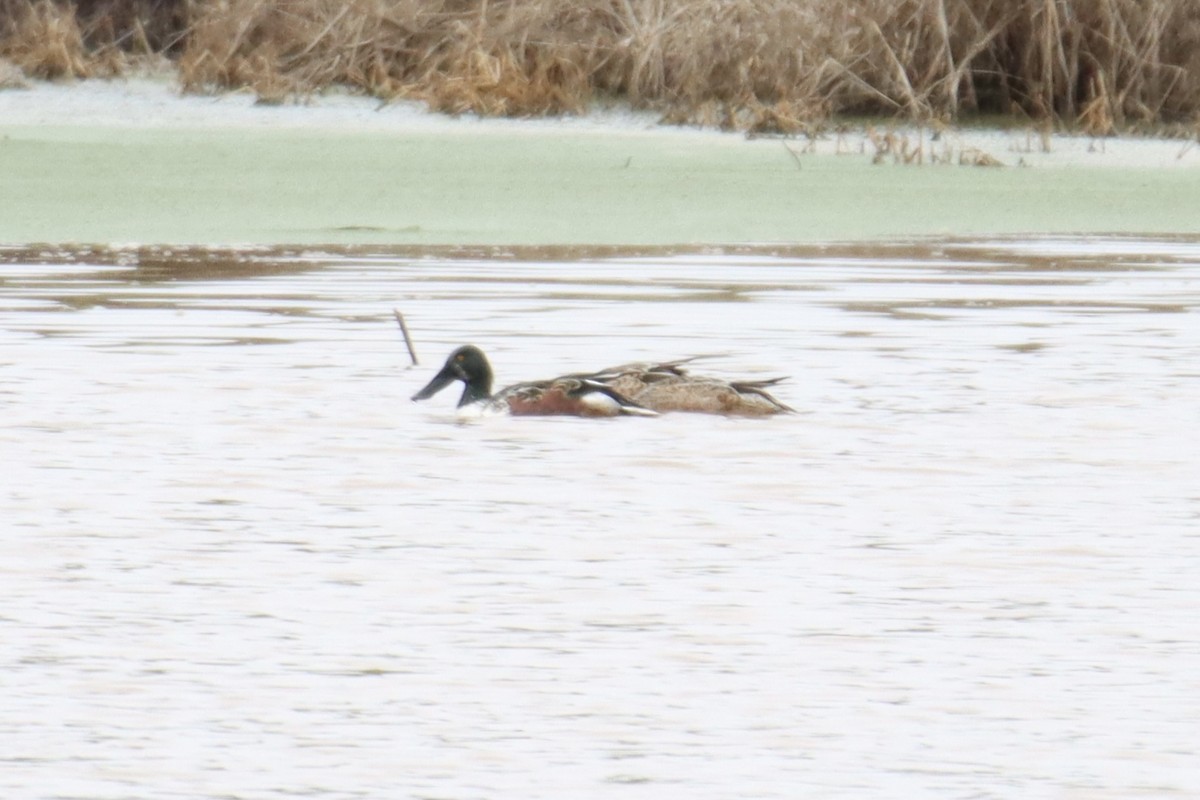 Northern Shoveler - ML513878471