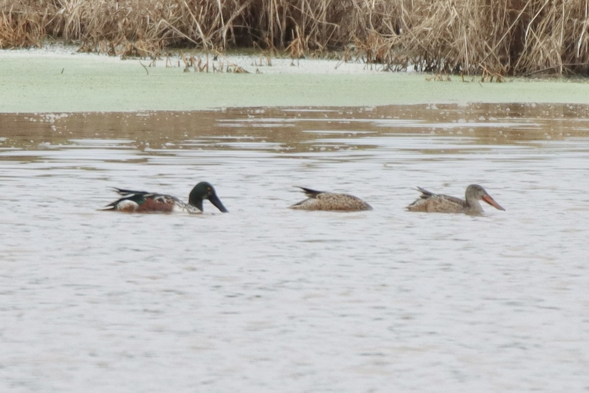 Northern Shoveler - ML513878481