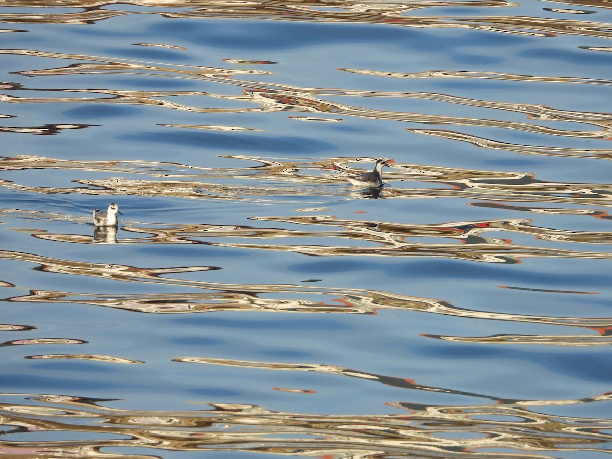 Red Phalarope - ML513878881