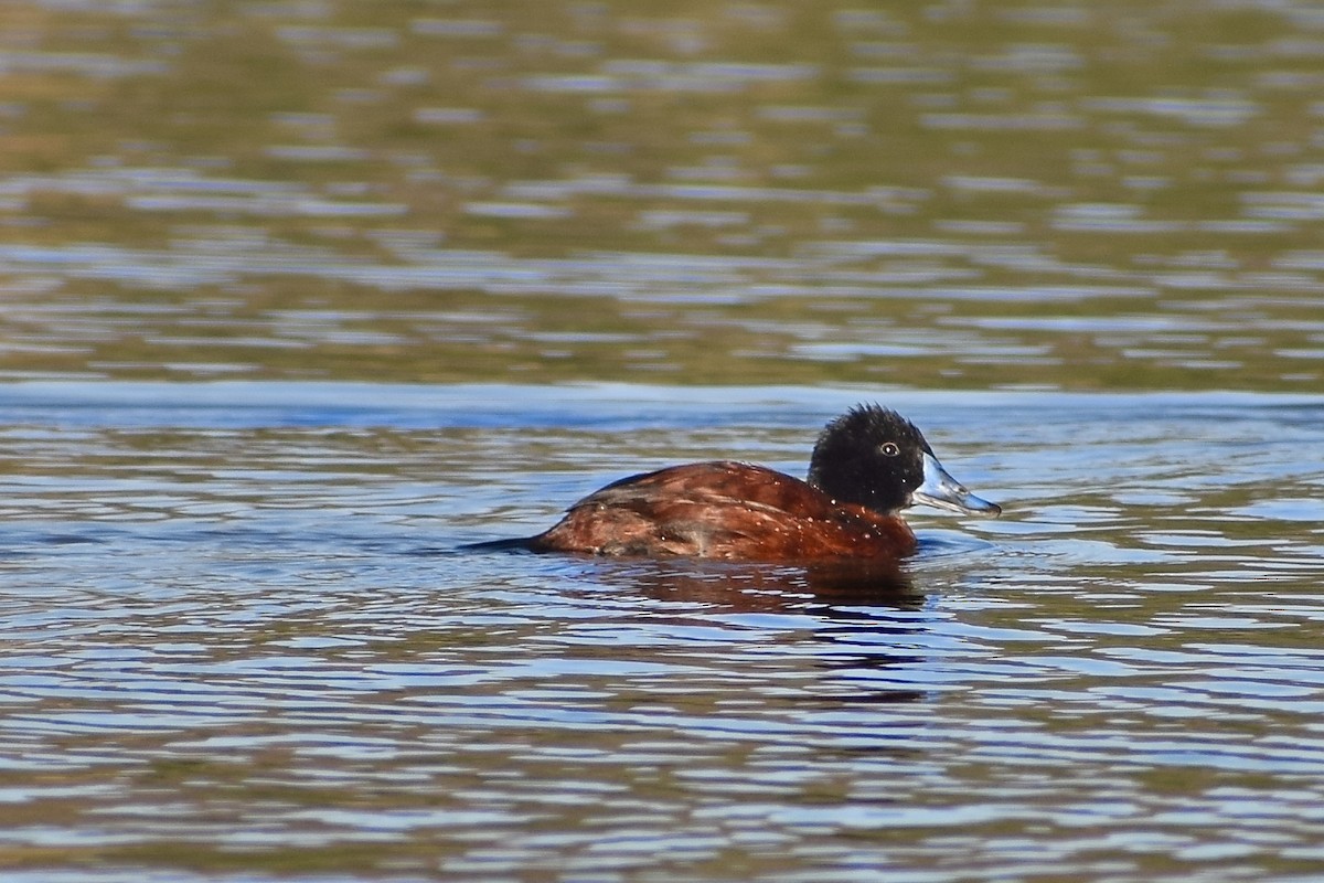 Maccoa Duck - Jacob Henry