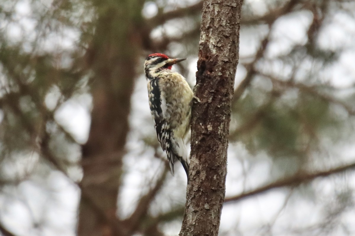 Yellow-bellied Sapsucker - ML513879651