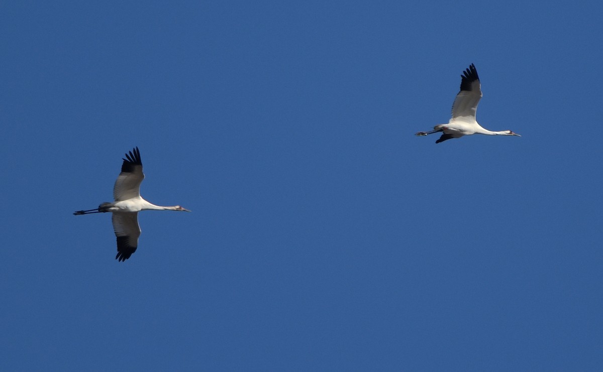 Whooping Crane - ML513879671