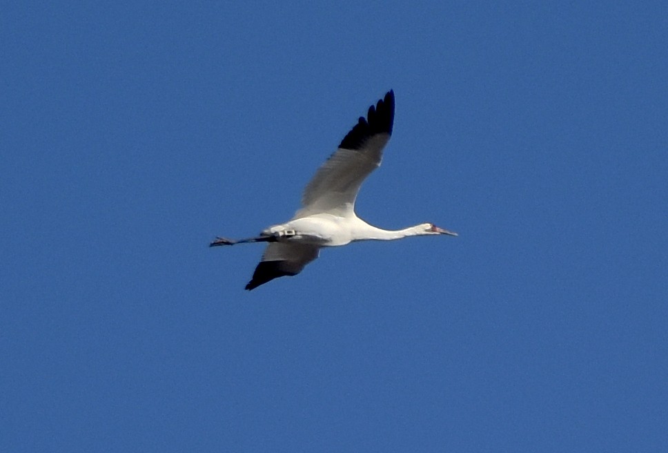 Grulla Trompetera - ML513879681