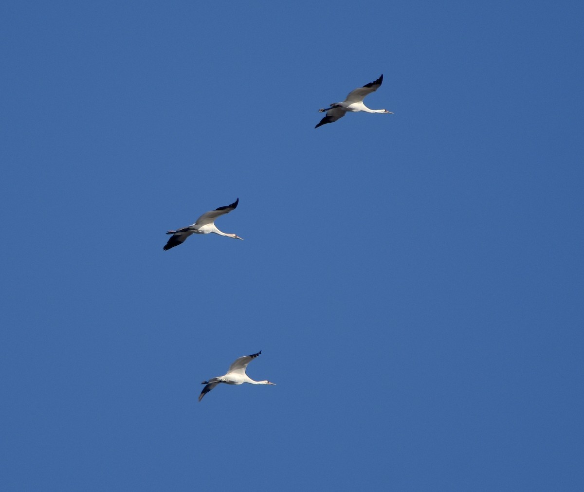 Whooping Crane - ML513879701