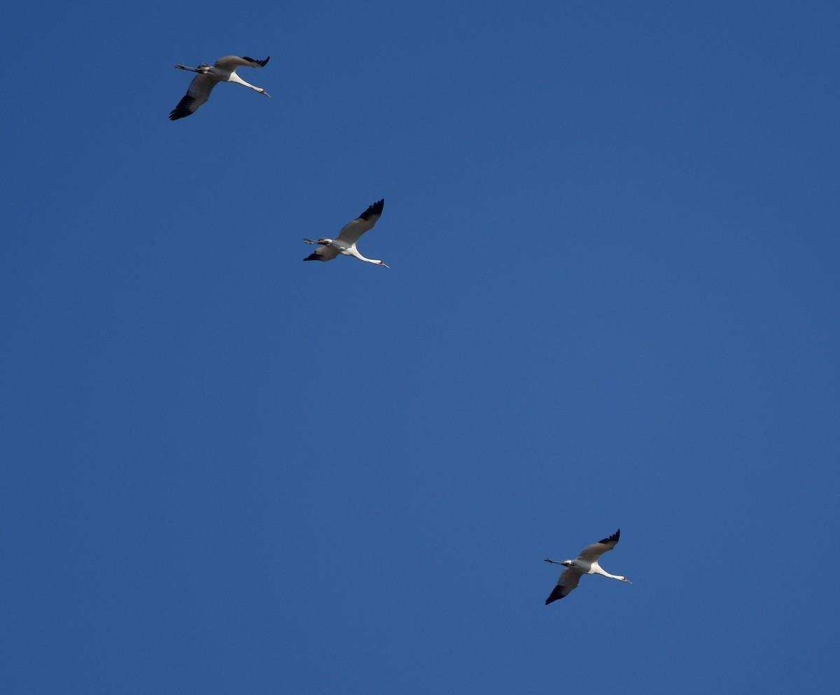 Whooping Crane - ML513879711