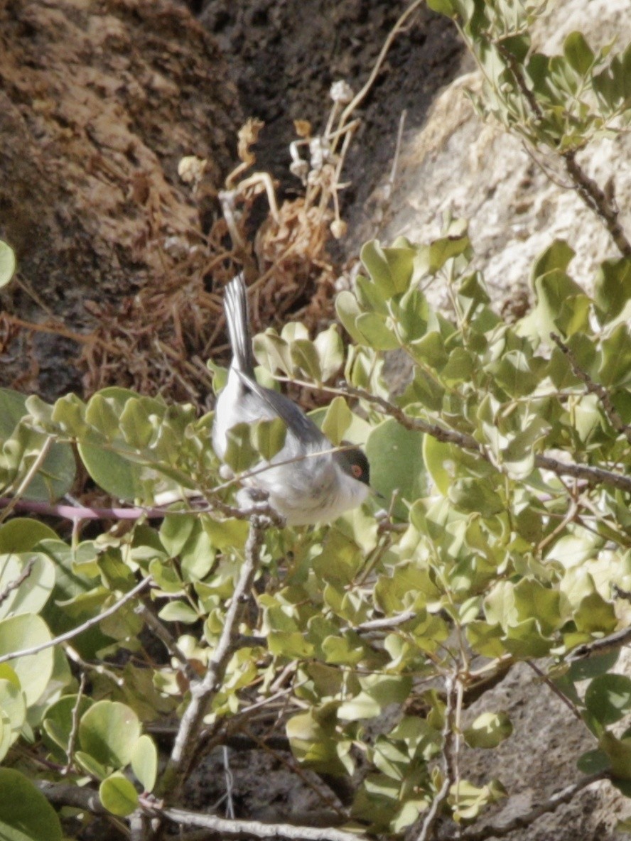 Sardinian Warbler - ML513880151
