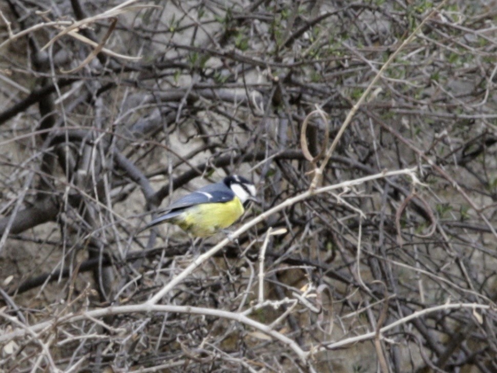 African Blue Tit - ML513880481