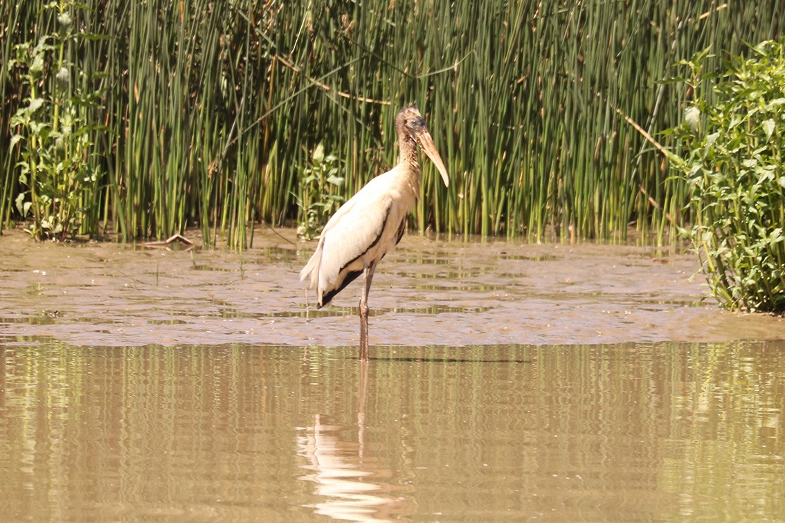 Wood Stork - ML513881631