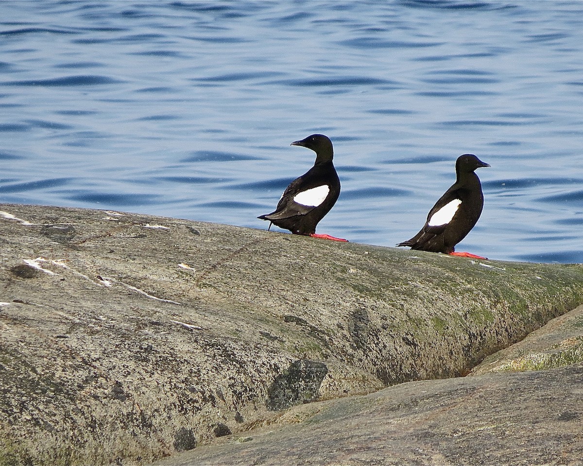 Black Guillemot - ML513881731