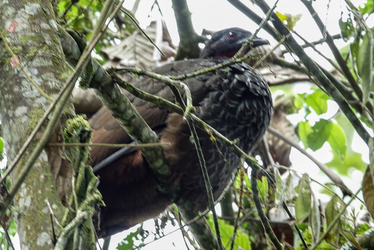 Cauca Guan - ML513881921