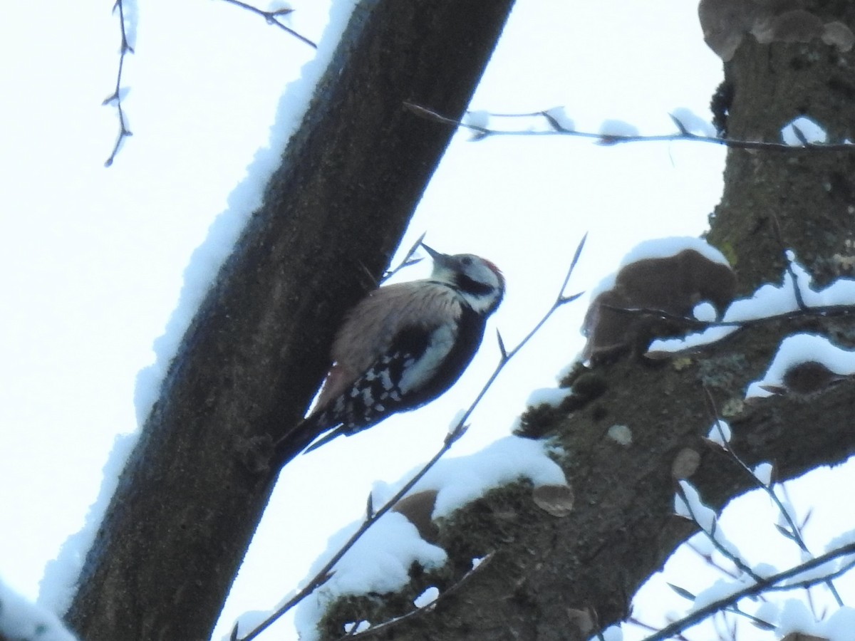 Middle Spotted Woodpecker - Bernat Espluga