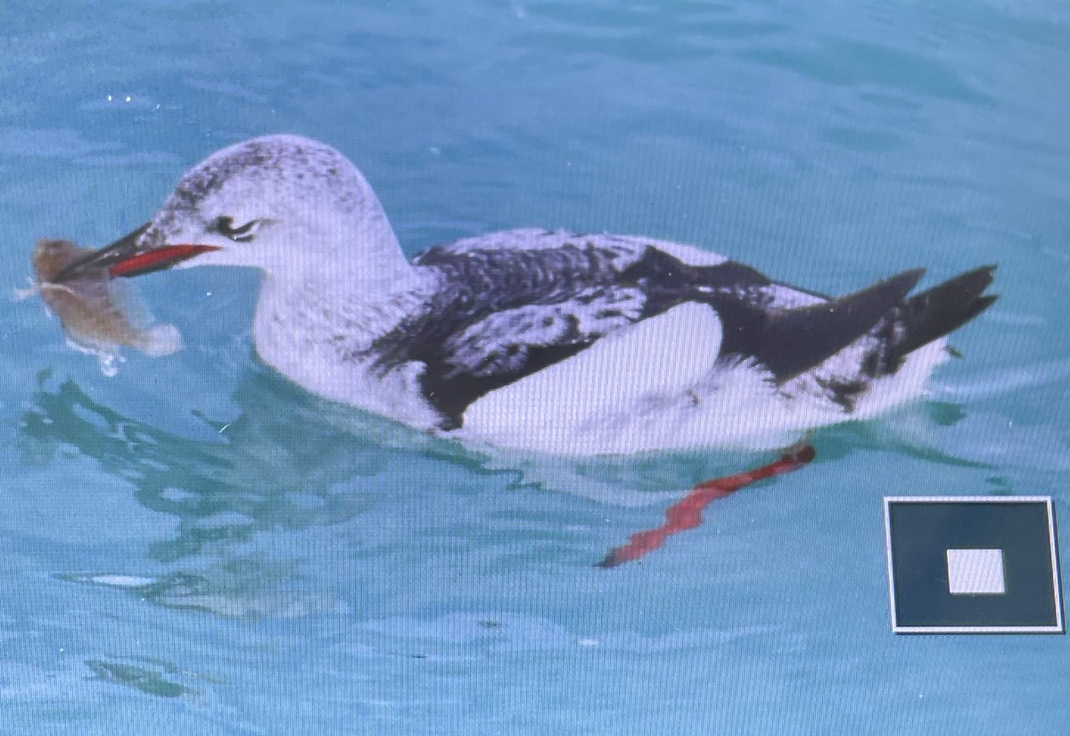 Black Guillemot - ML513882471