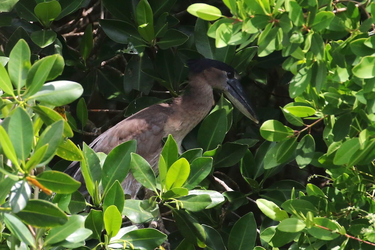 Boat-billed Heron - ML513882611