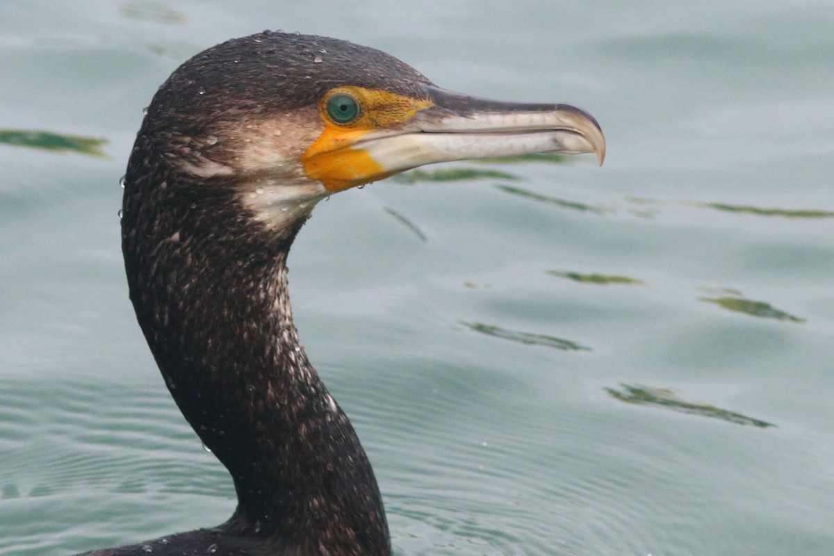 Great Cormorant - ML513883191