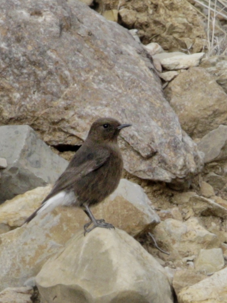 Black Wheatear - ML513883351