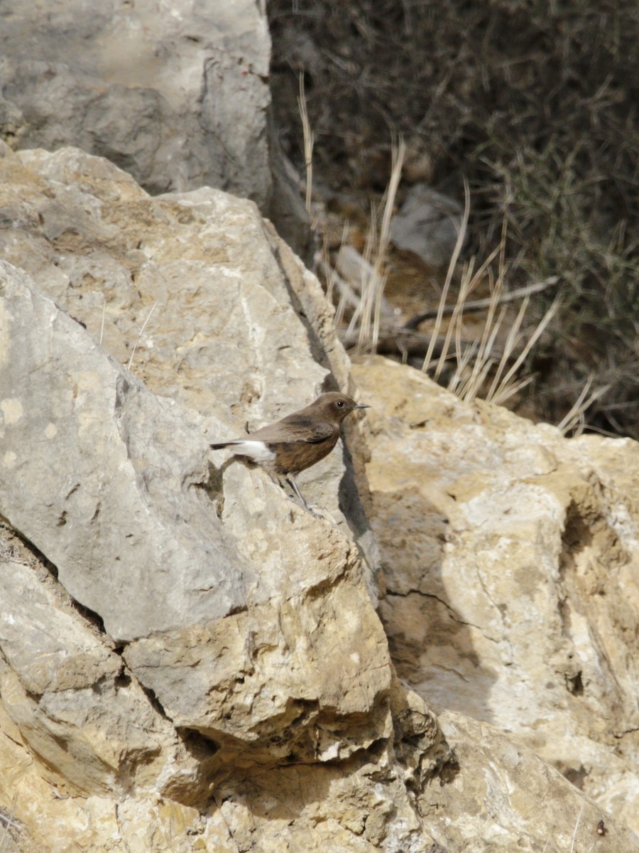 Black Wheatear - ML513883421
