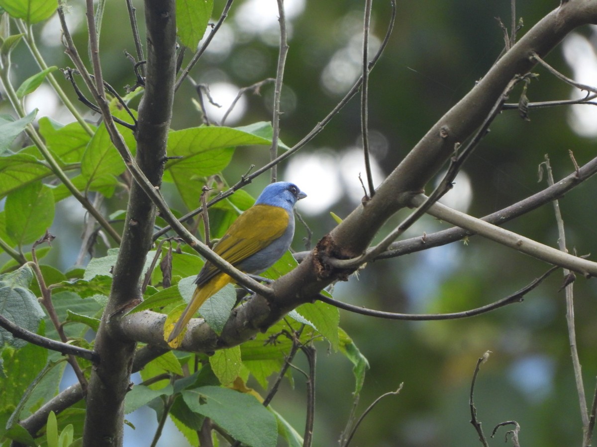 Blue-capped Tanager - ML513883441