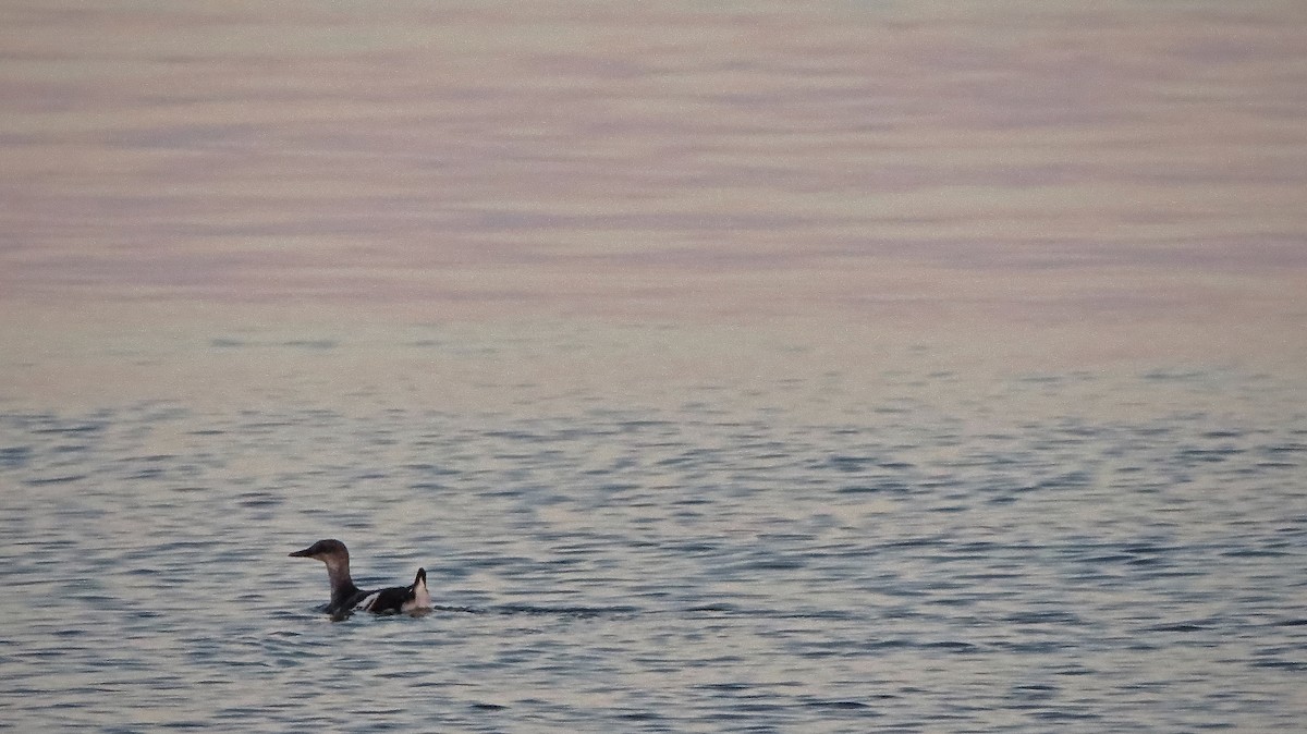 Black Guillemot - ML513883811