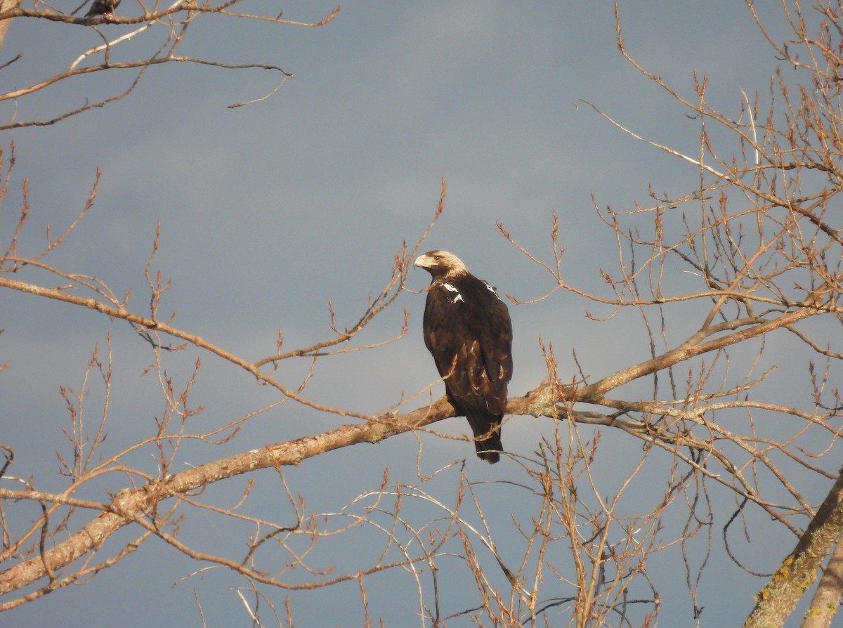 Spanish Eagle - Miguel Martín Diego