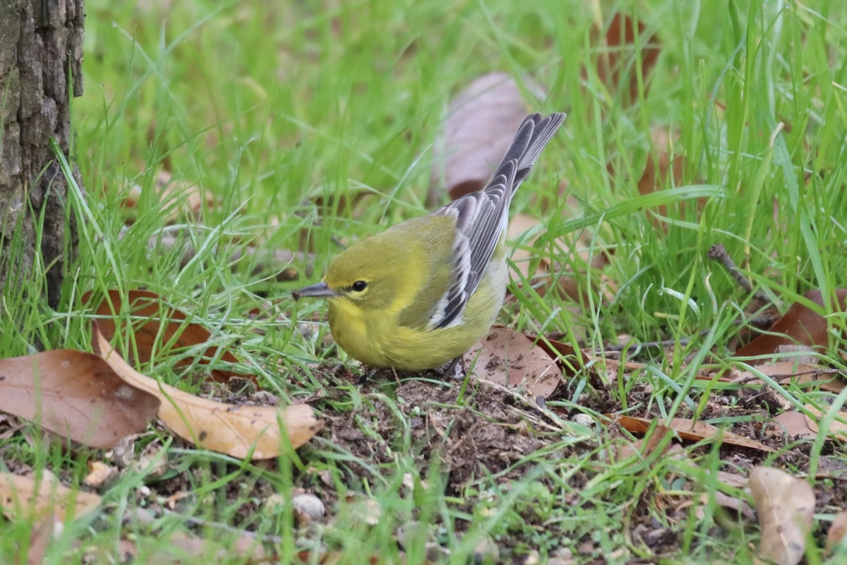 Pine Warbler - ML513884831