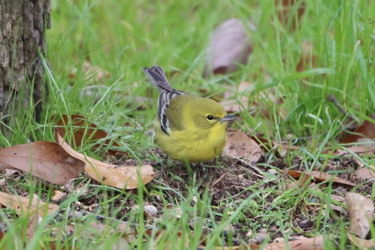 Pine Warbler - ML513884841