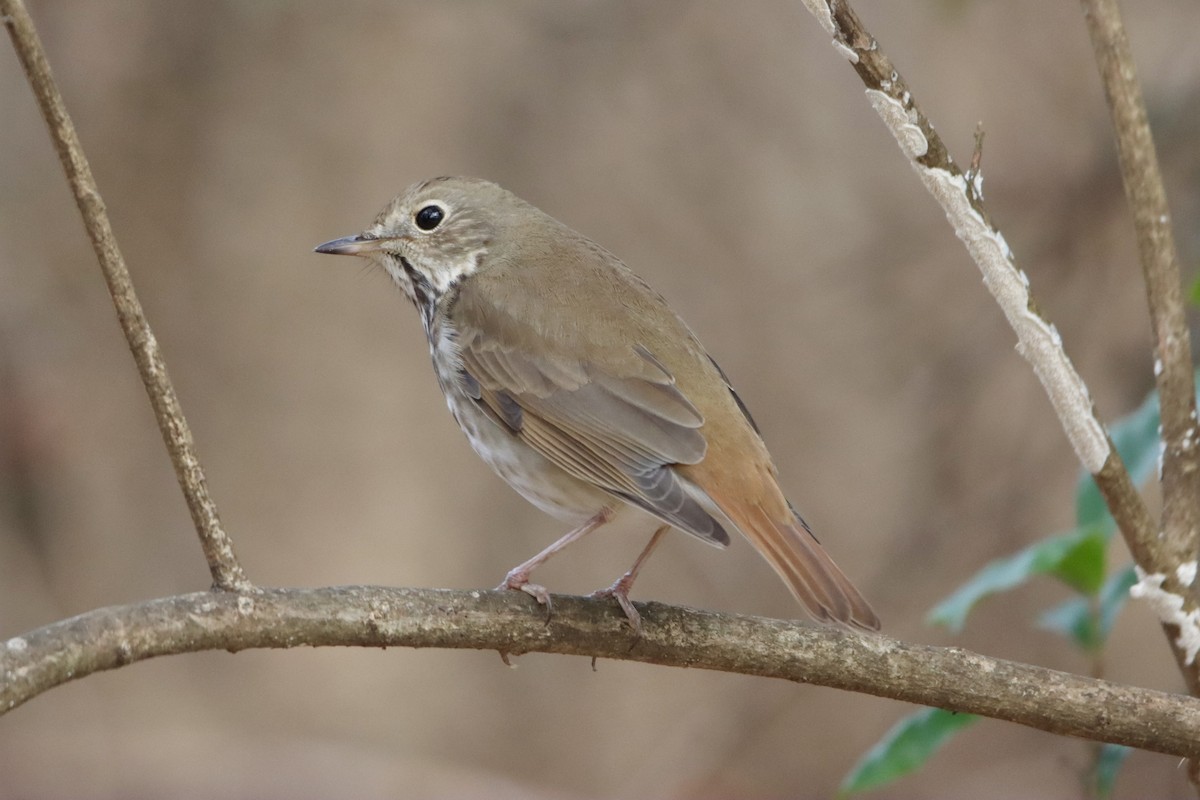 Hermit Thrush - ML513885001